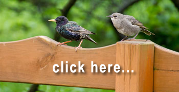 Contact JR's Timber Fencing